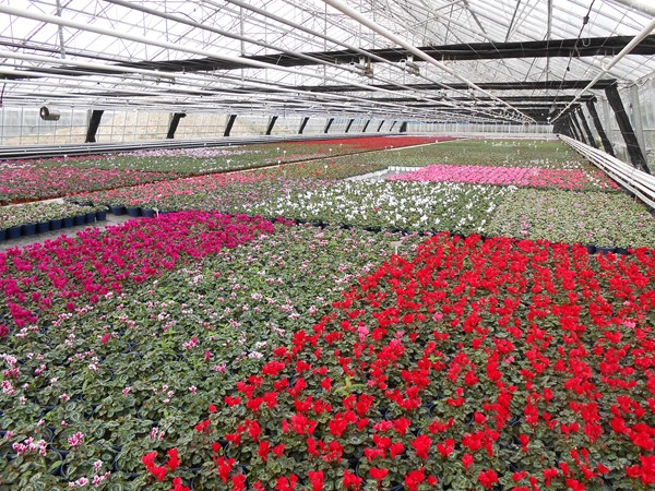 Bedding and pot plant centre 8